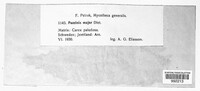 Puccinia major image